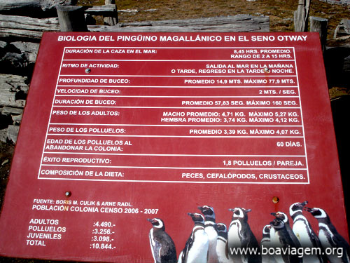 Biologia do Pinguim Magalhanico no Seno Otway em Punta Arenas