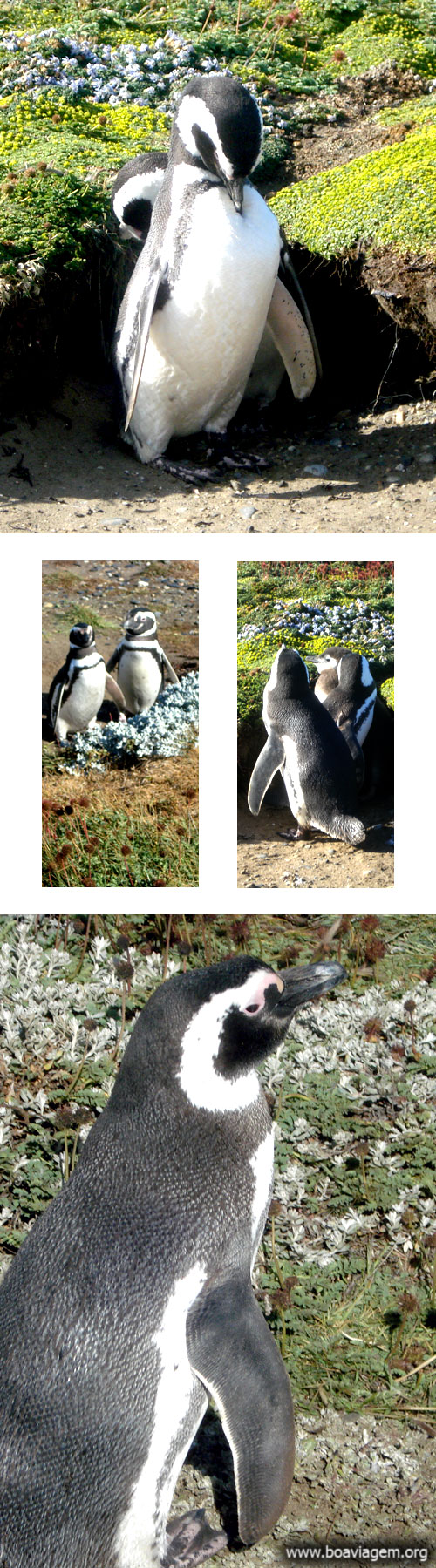 Pinguins Magalhanicos no Seno Otway em Punta Arenas