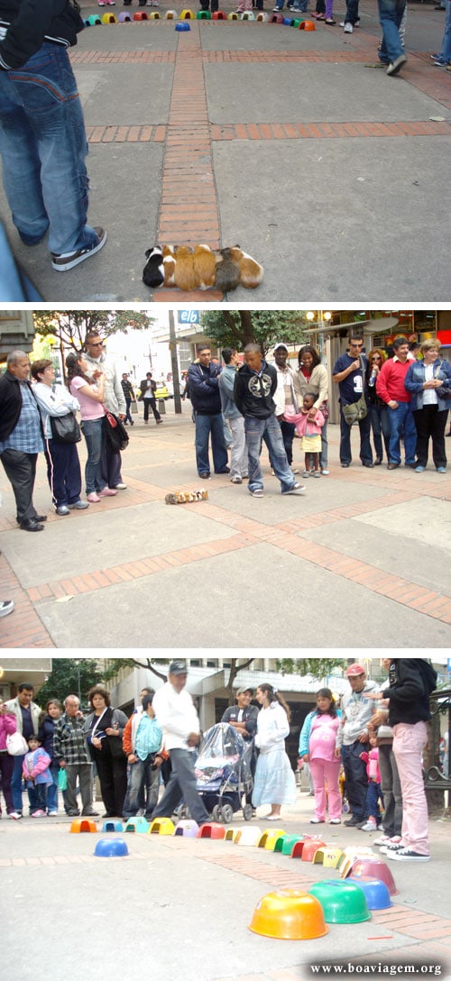 Corrida de Hamsters em Bogotá