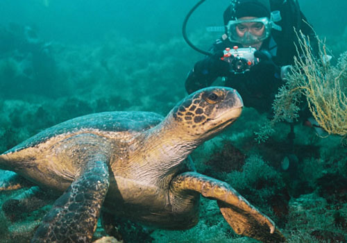 Melhores lugares para mergulhar: Ilhas Galápagos