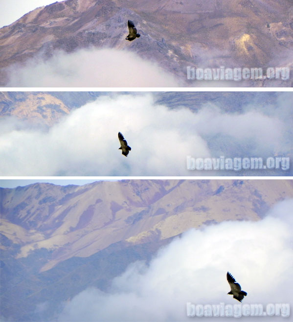 Condor no Canyon del Colca