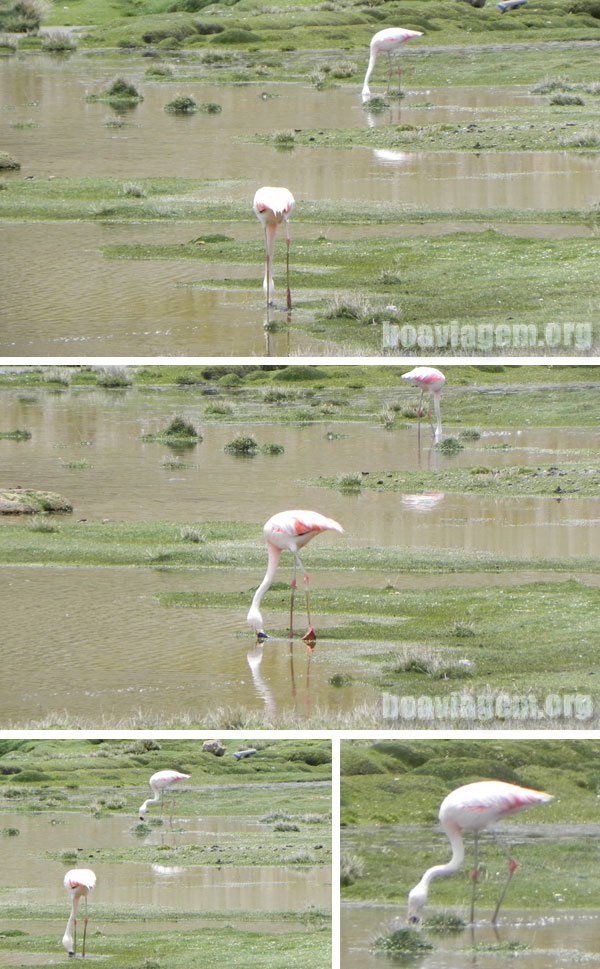 Flamingos na estrada rumo a Chivay
