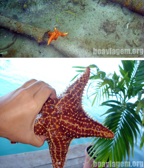 Estrela do Mar em Bocas del Toro