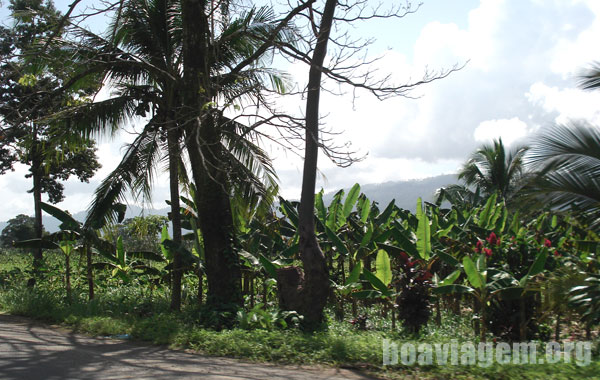 Bananais nas beiras das estradas adentrando a Costa Rica