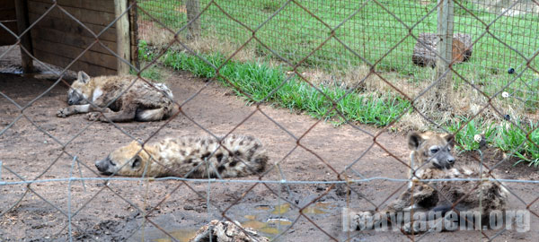 Algumas hienas no Lion Park