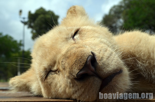 Leãozinho em um sono gostozão no Lion Park