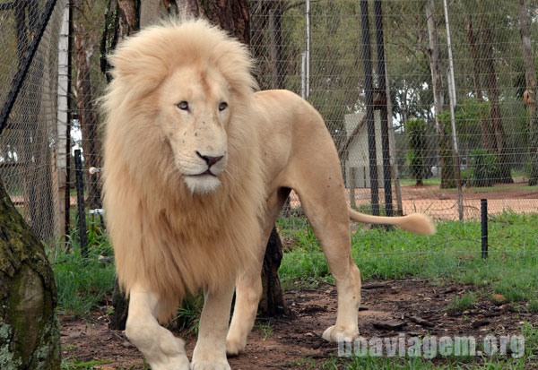 O rei da selva no Lion Park