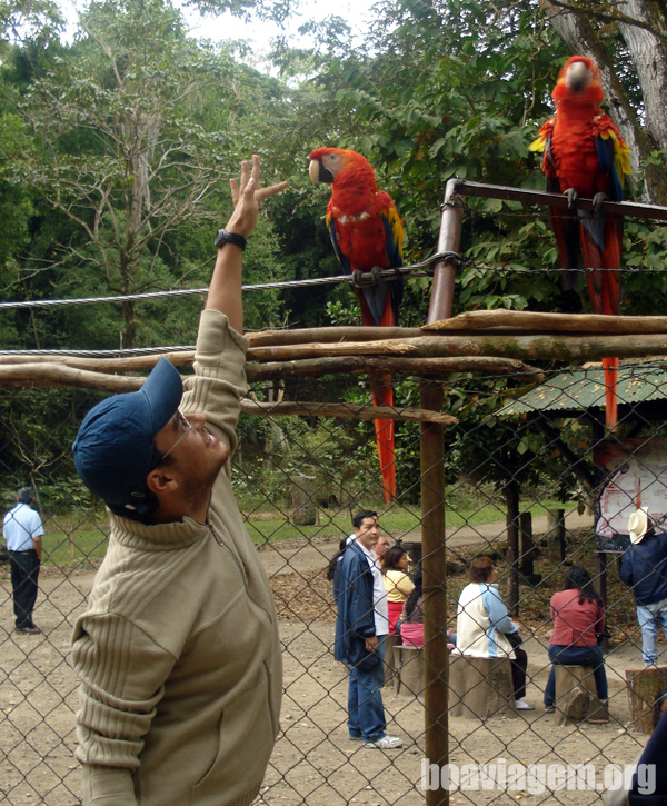 Brincando com as araras vermelhas em Copán Ruínas