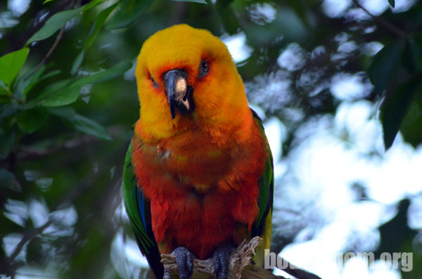 Passarinhos lindos podem ser observados no Bird Lando