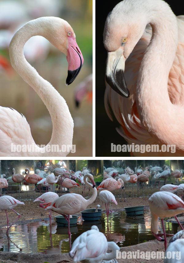 Flamingos no Parque das Aves de Foz do Iguaçu
