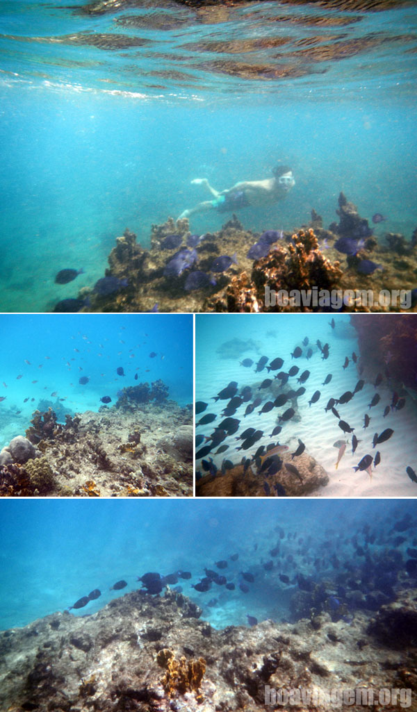 Mergulhos com vários cardumes de peixes em Barbados