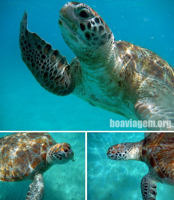 Conseguimos registrar diversas fotos aquáticas das tartarugas