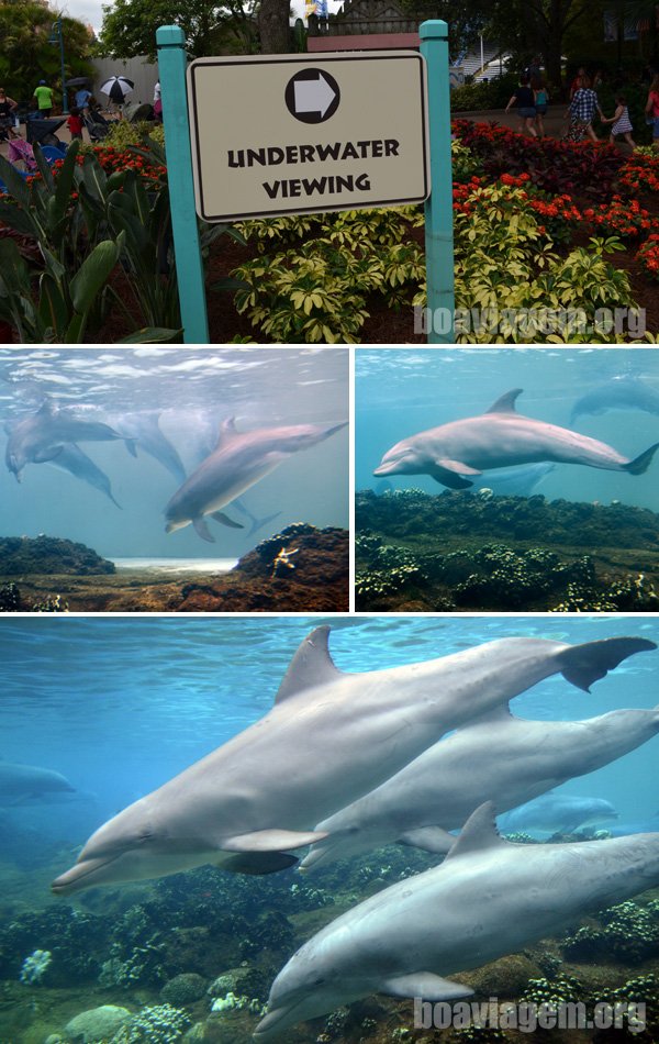 Golfinhos no SeaWorld