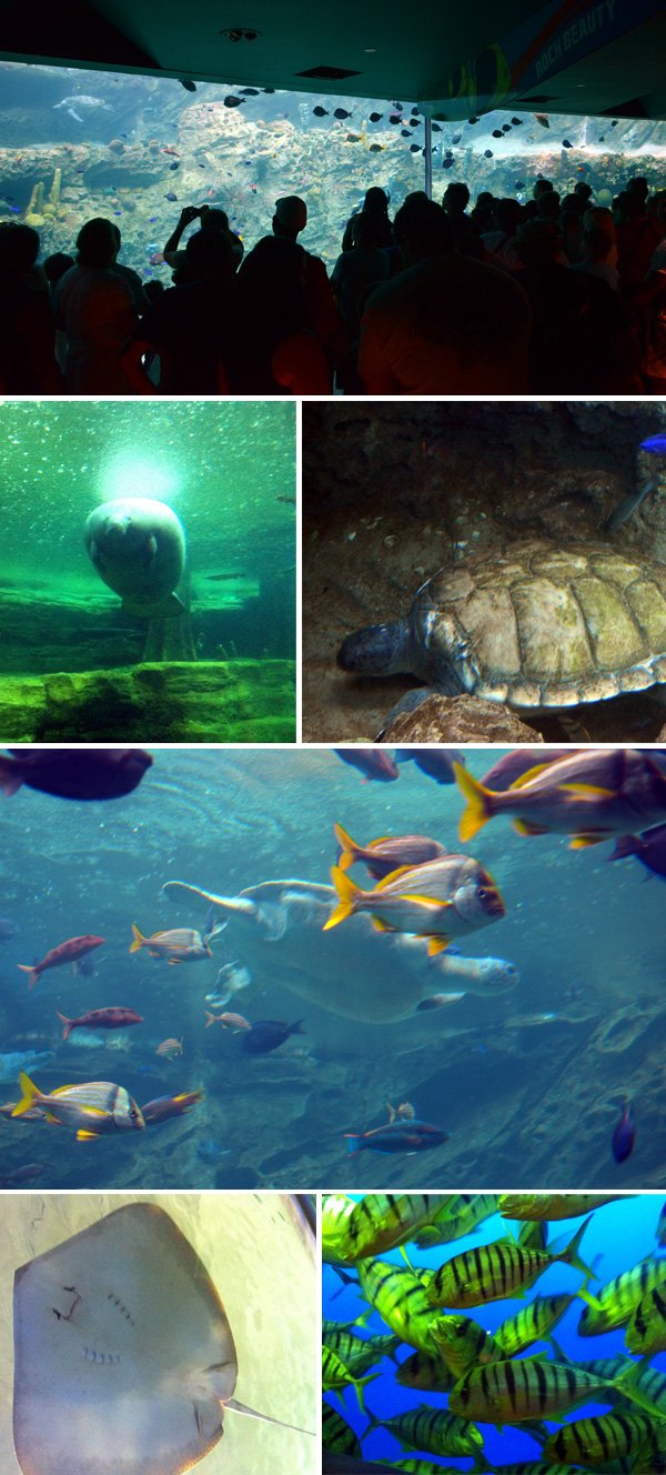 Peixe-boi, tartarugas e arraias também podem ser contemplados nos aquários do SeaWorld