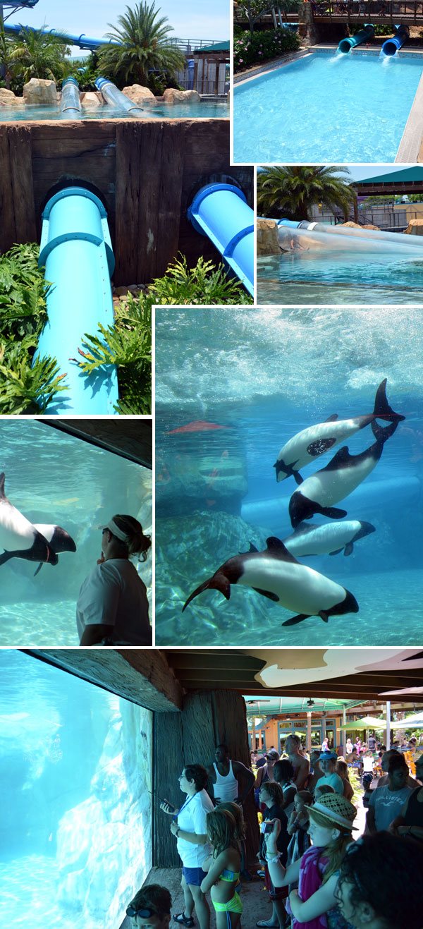 Piscina com toboágua mergulhando na casa dos golfinhos