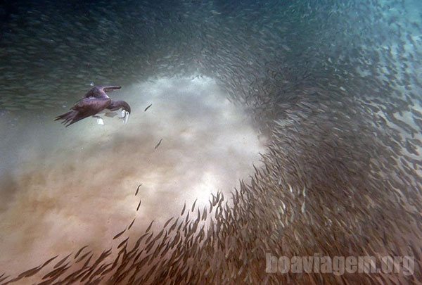 Mergulho de um pássaro em ataque a um cardume de sardinhas