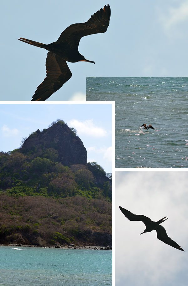 Aves voando e mergulhando na Baia do Sueste