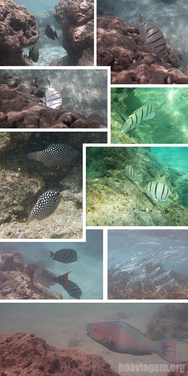Vida marinha - alguns dos peixes e corais encontrados no snorkel