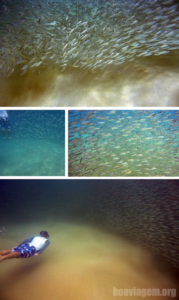 Gigantesco cardume de sardinhas a poucos metros da praia