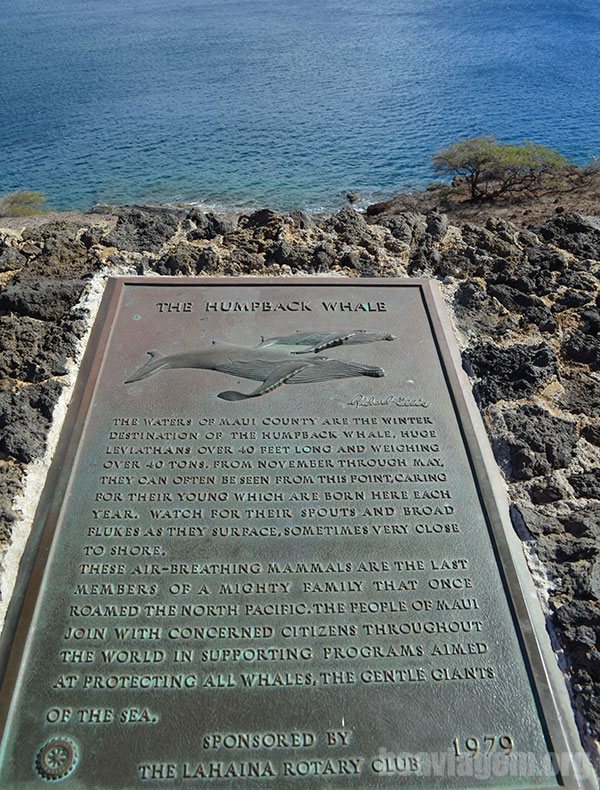 Comum encontrar com baleias-jubarte em Maui