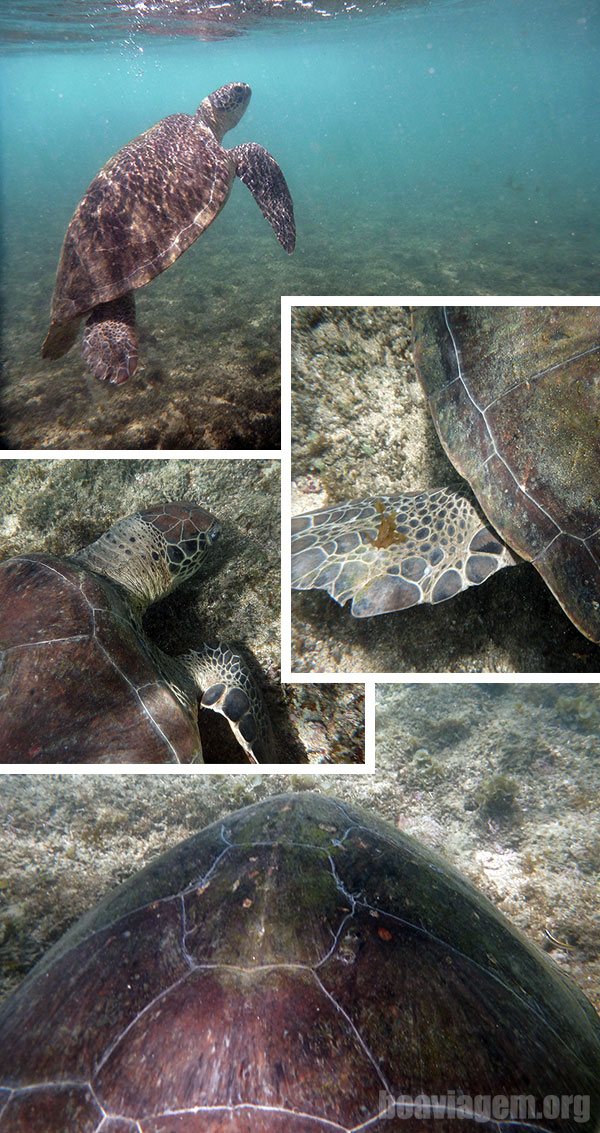 Uma das várias tartarugas encontradas no Sueste