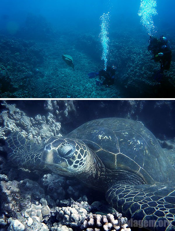 Bela tartaruga marinha em Maui