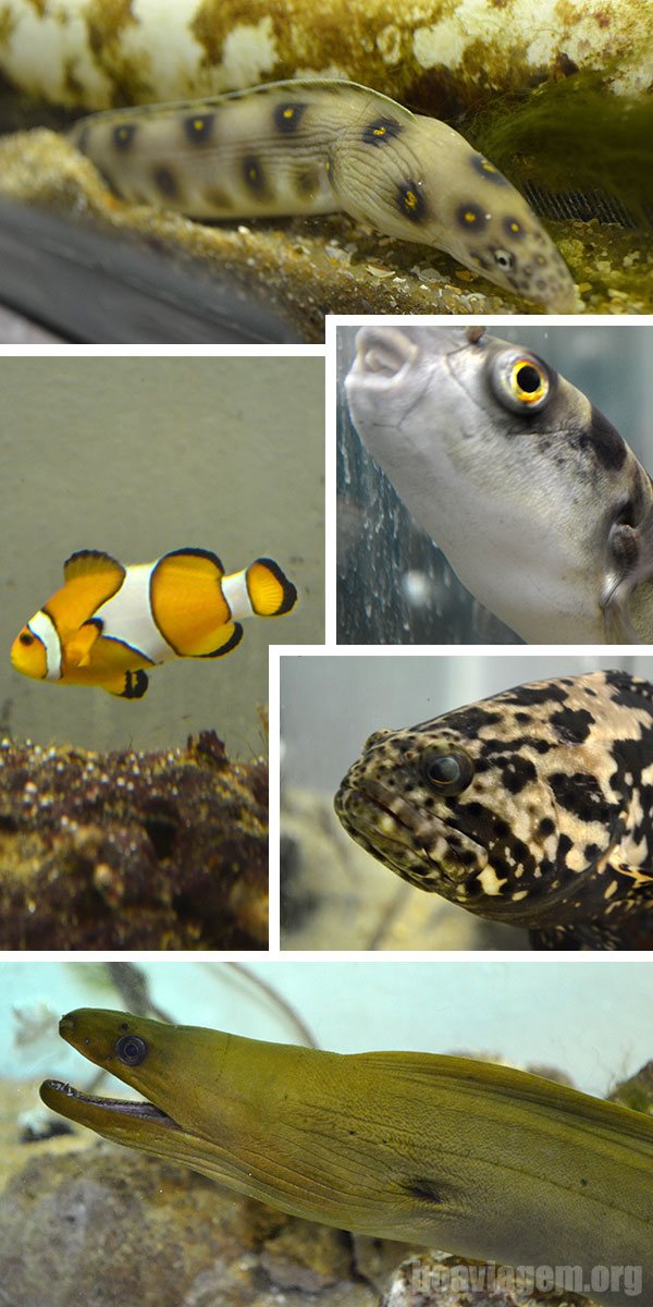 Vários aquários com espécies típicas da região