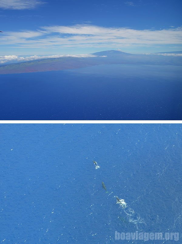 Avistando baleias Jubarte em algum ponto entre Maui e Big Island