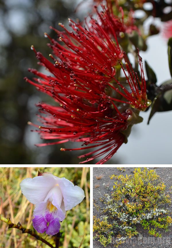 Belas flores em uma das trilhas do Parque dos Vulcões
