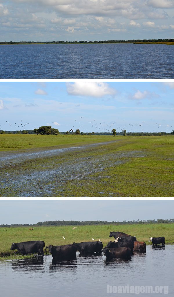 Pode até parecer o Pantanal, mas na realidade é Flórida!