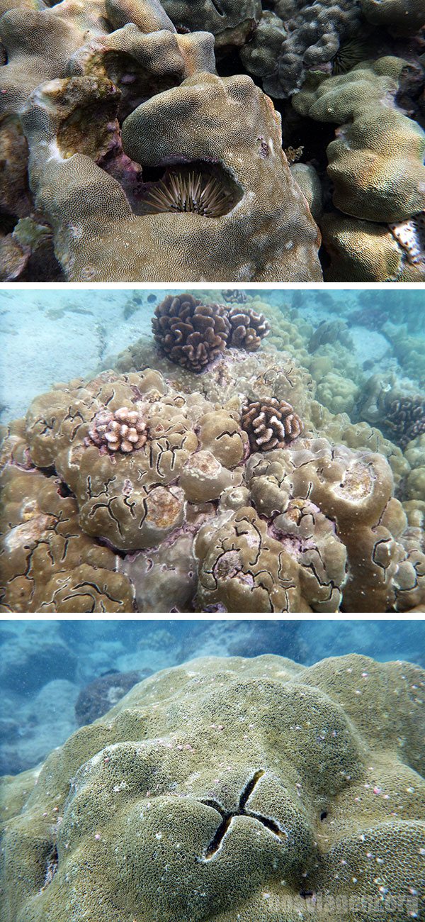 Belos corais e ouriços no fundo do mar de Kona Bay