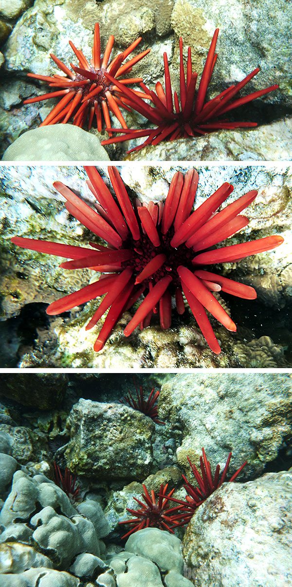 Colônias de ouriços lápis-vermelho, típicos das águas havaianas