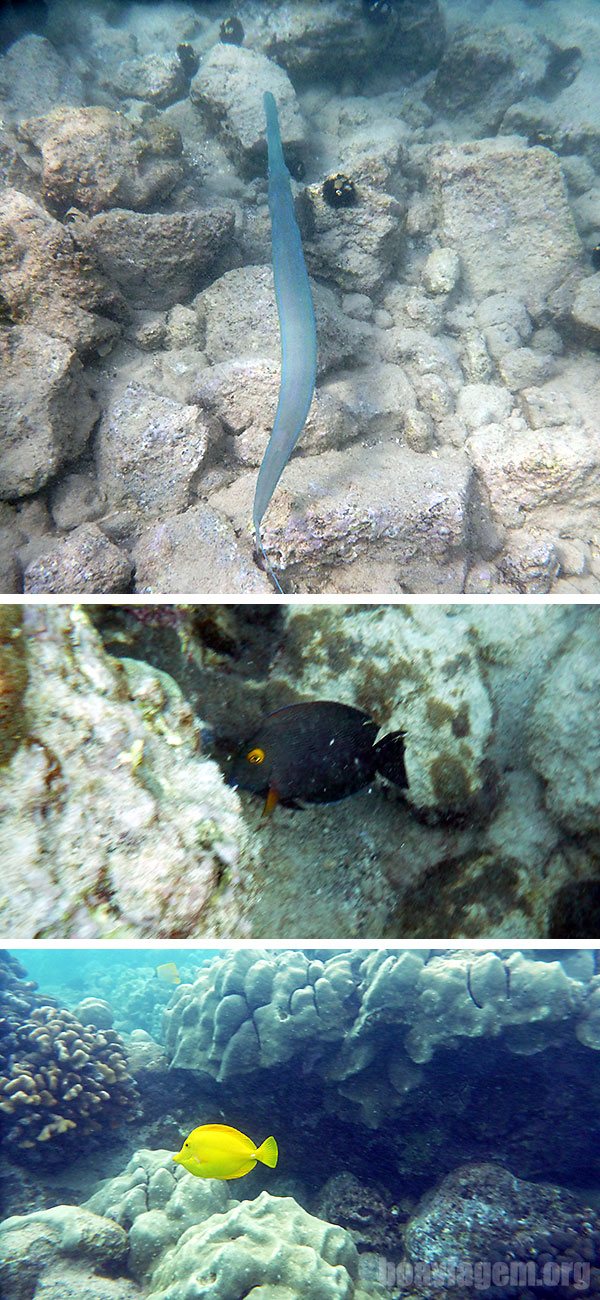 Alguns peixes e a água cristalina da Baía de Kona