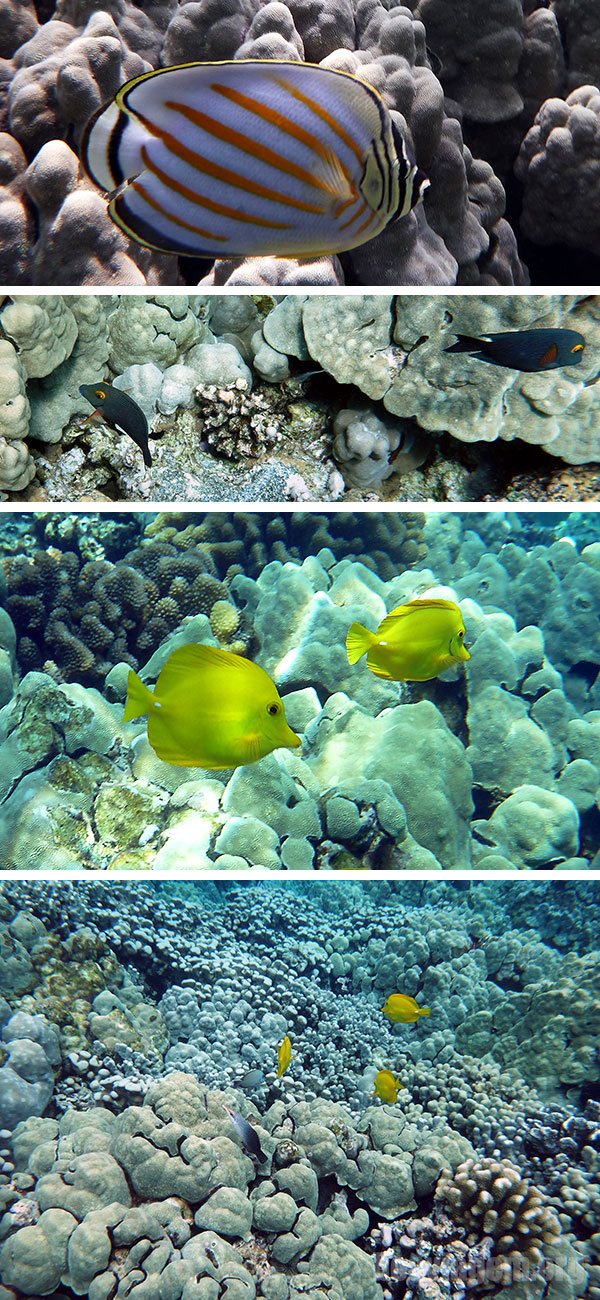 Contemplação de várias espécies de peixes em freedive na Big Island