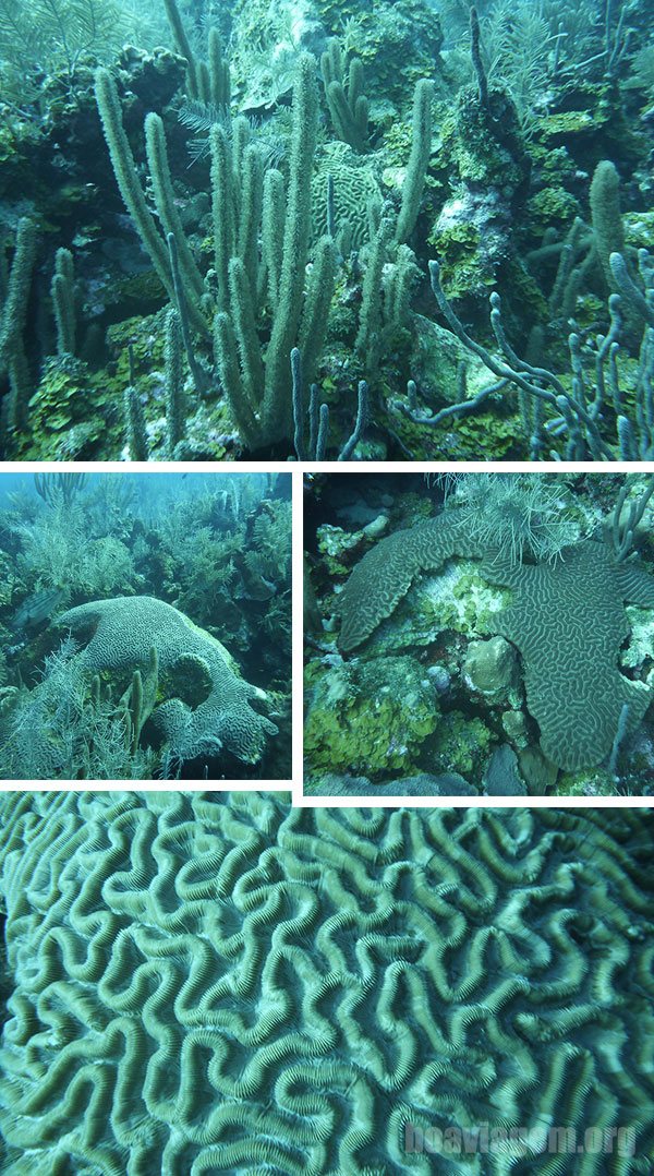 A beleza dos corais no fundo do oceano de San Andrés