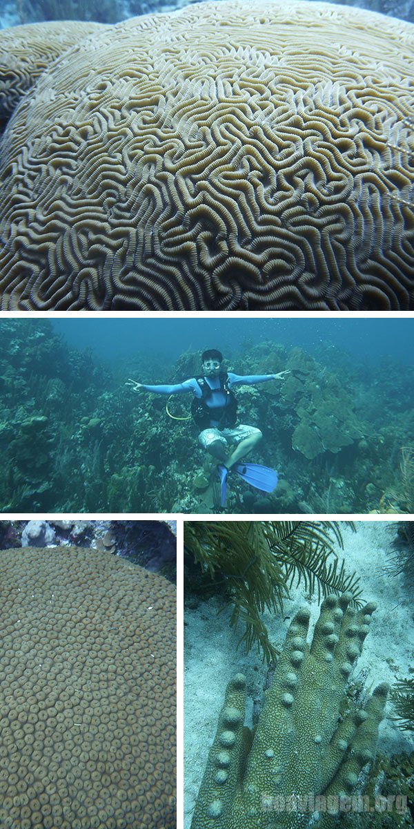 Flutuando em uma selva de corais