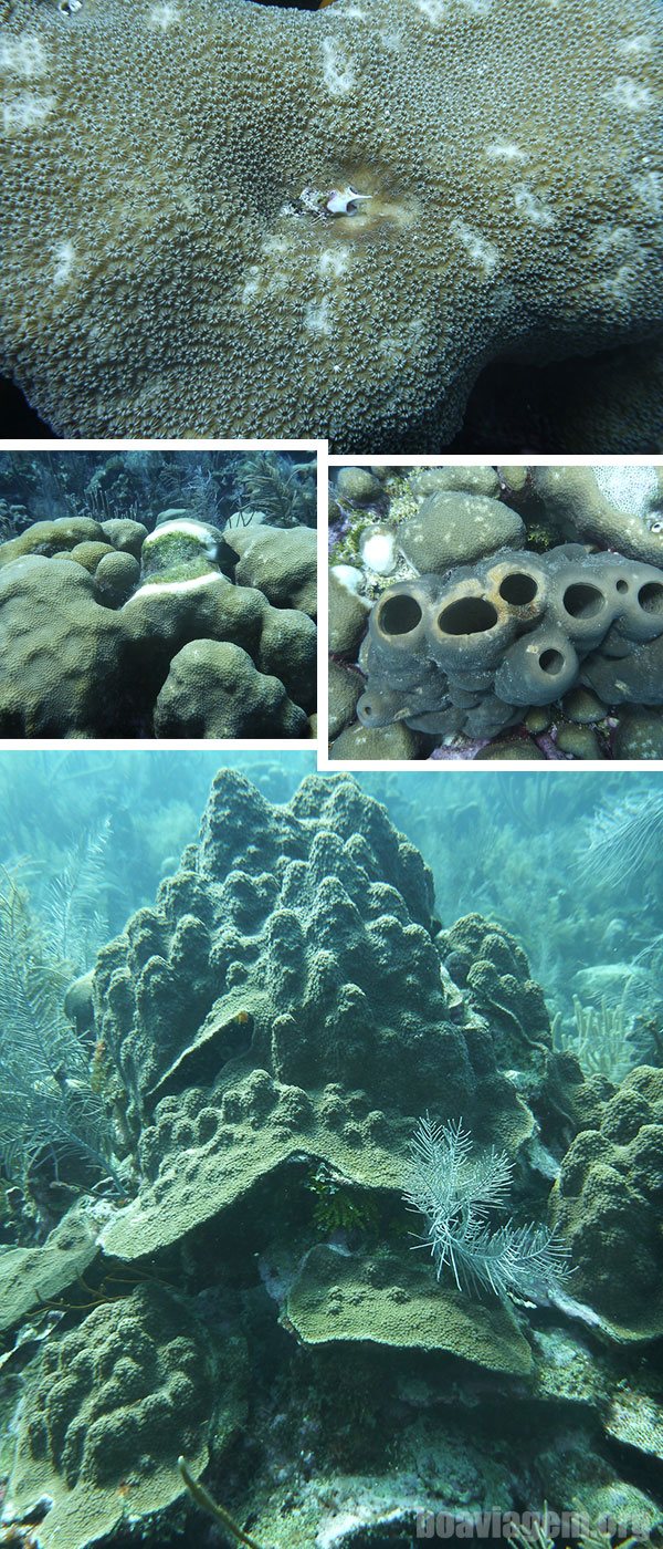 Texturas dos corais de San Andrés