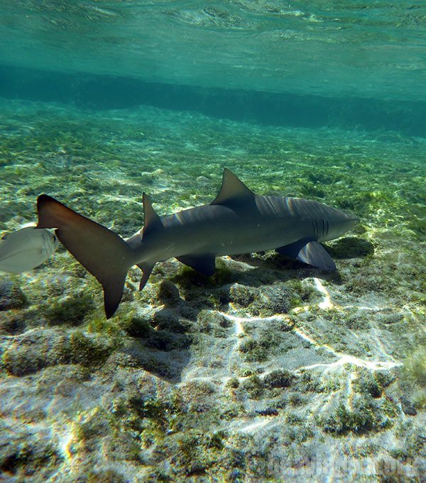Filhote de tubarão limão nas piscinas do Atalaia