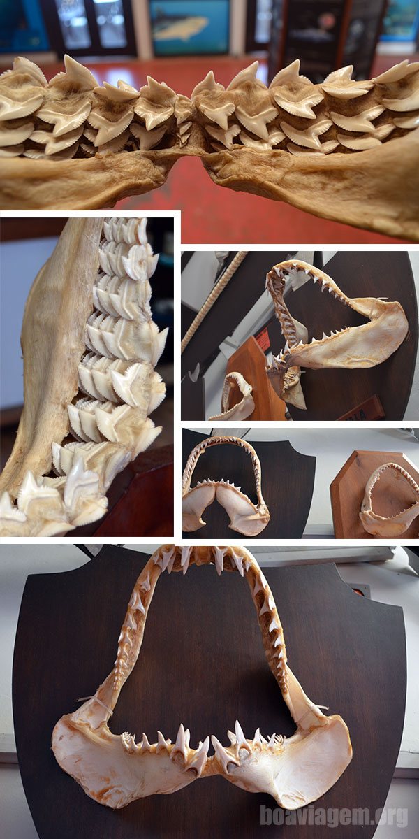 Museu dos Tubarões - várias arcadas e informações em geral