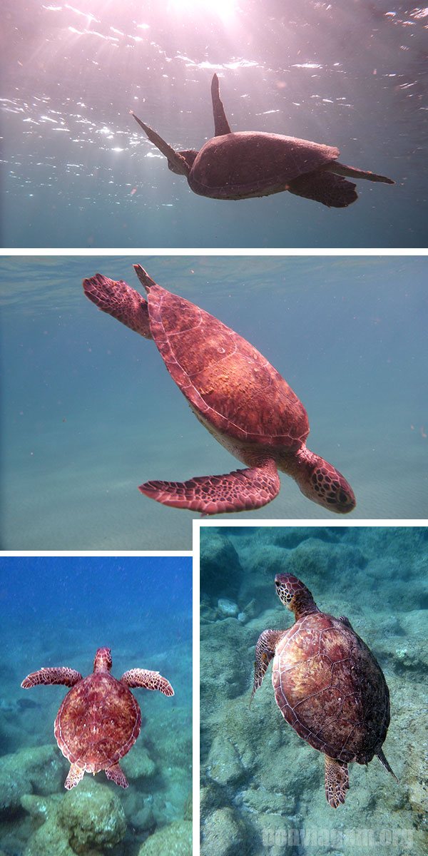 Bela tartaruga mergulhando tranquila próxima a praia da Cacimba