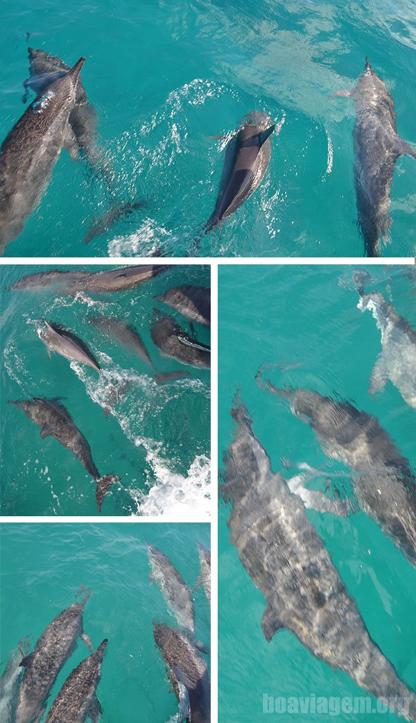 Golfinhos nos recepcionando na saída para o passeio em Noronha