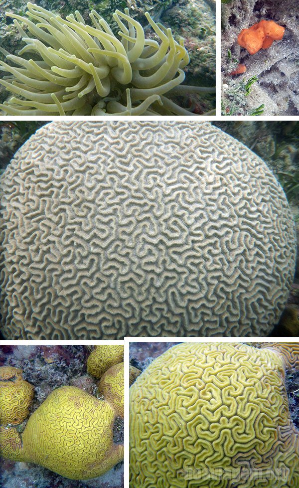 Corais Cérebro de vários formatos e tamanhos