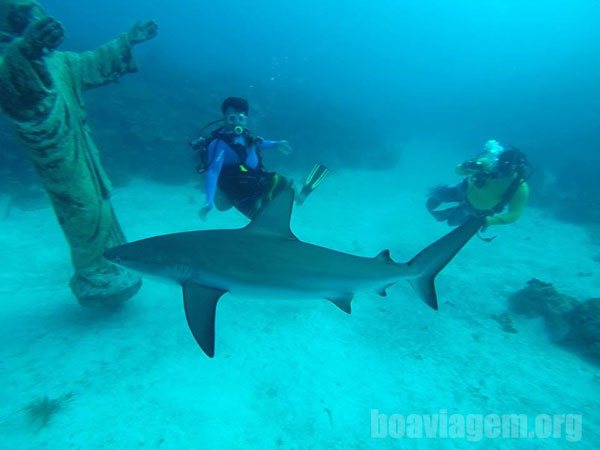 Mergulho com tubarões calha preta