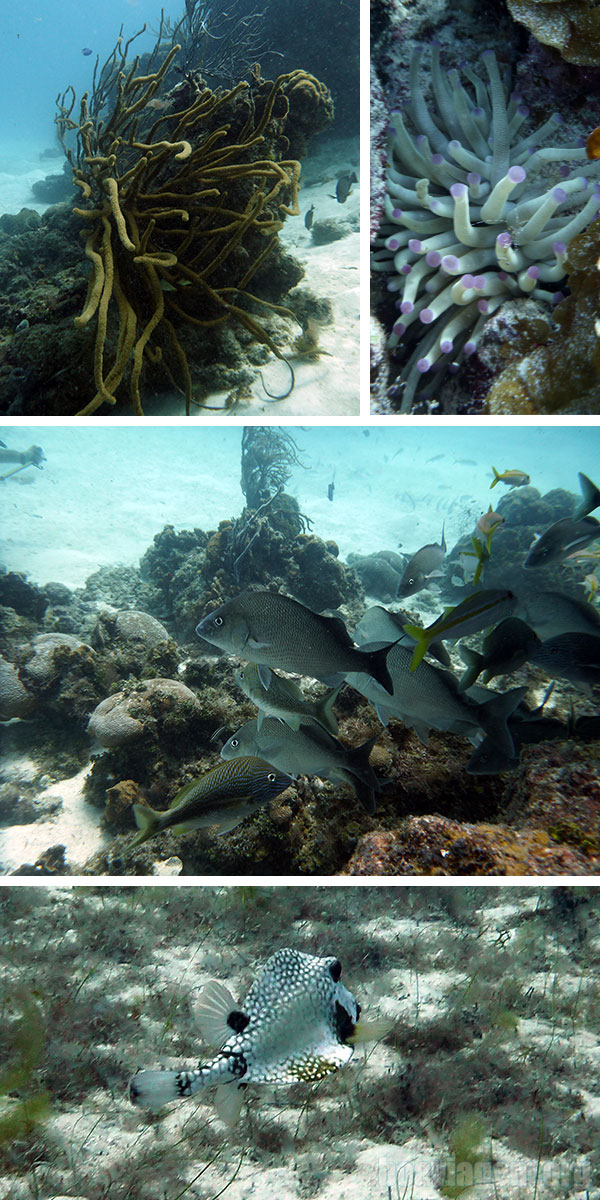 Belas espécies encontradas em mergulho na Ilha de Providência