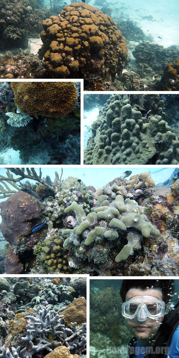 Cores vibrantes de corais providencianos e visibilidade perfeita