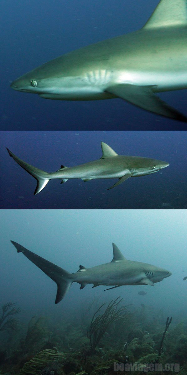 Tubarão galha-preta em Providência - Caribe