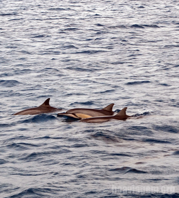 Golfinhos na água antes do mergulho em Noronha