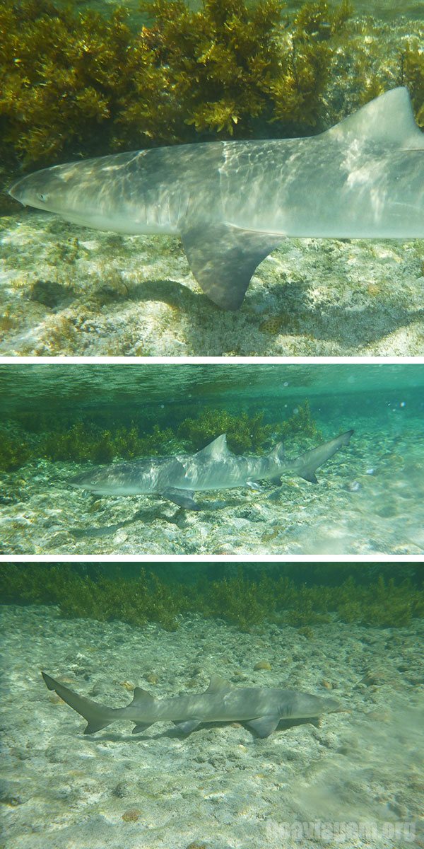 Filhote de tubarão na piscina natural do Atalaia