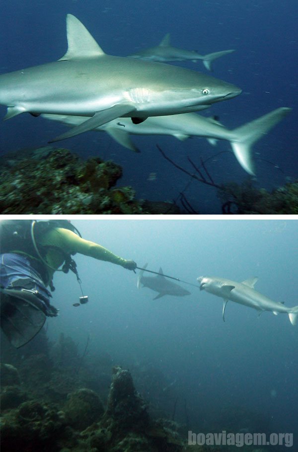 Tubarões galha-preta no Caribe da Colômbia