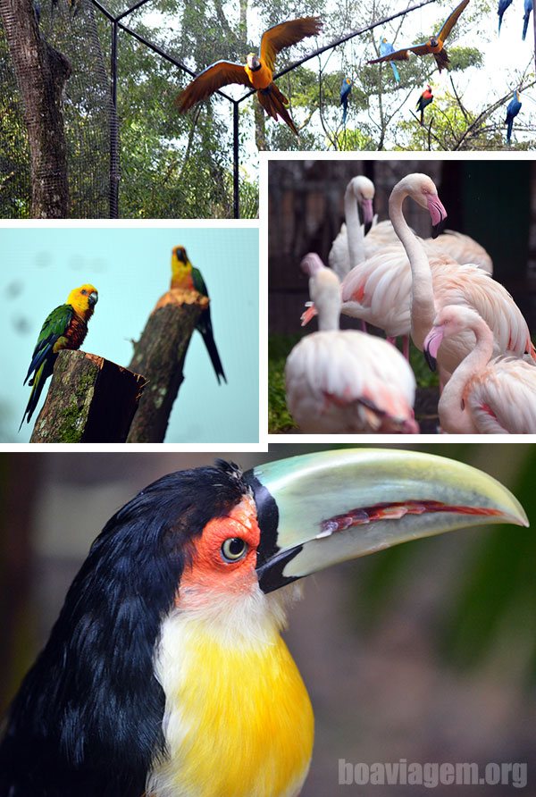 Alguns dos belos animais do Parque das Aves